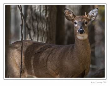 White-tailed buck spike 1.jpg